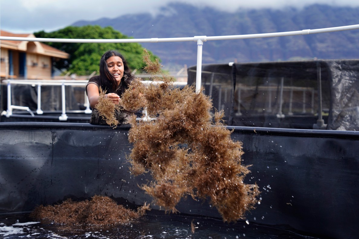 “Fly! Be free!” says Waiʻanae High School Marine Science Learning Center senior Diamond Holbron Kealoha. She spreads out limu in its freshly cleaned tank Wednesday, April 16, 2025, in Waiʻanae. The tanks are cleaned out weekly. (Kevin Fujii/Civil Beat/2025)