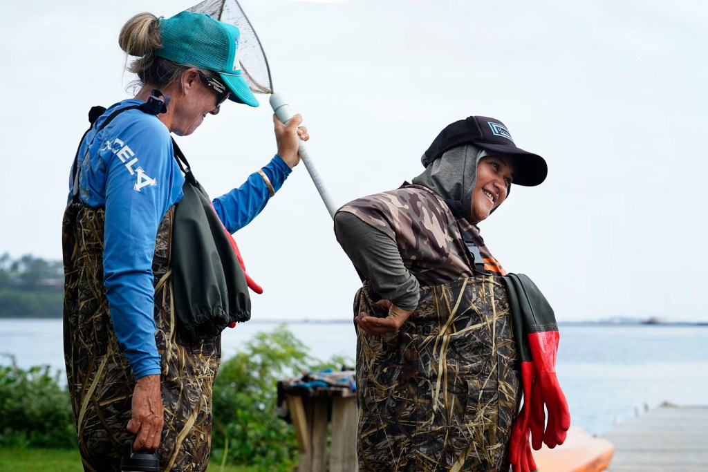Paepae o He'eia executive director Hi’ilei Kawelo, from left, sticks a net down Mamo Leota’s waders before joining staff and volunteers to remove the invasive Cassiopea Andromeda, or the upside-down jellyfish or mangrove jellyfish, from the 800-year old Heʻeia Fishpond on Tuesday, April 29, 2025, in Kāneʻohe. The invasive jellyfish reproduce rapidly and predate young fish. (Kevin Fujii/Civil Beat/2025)