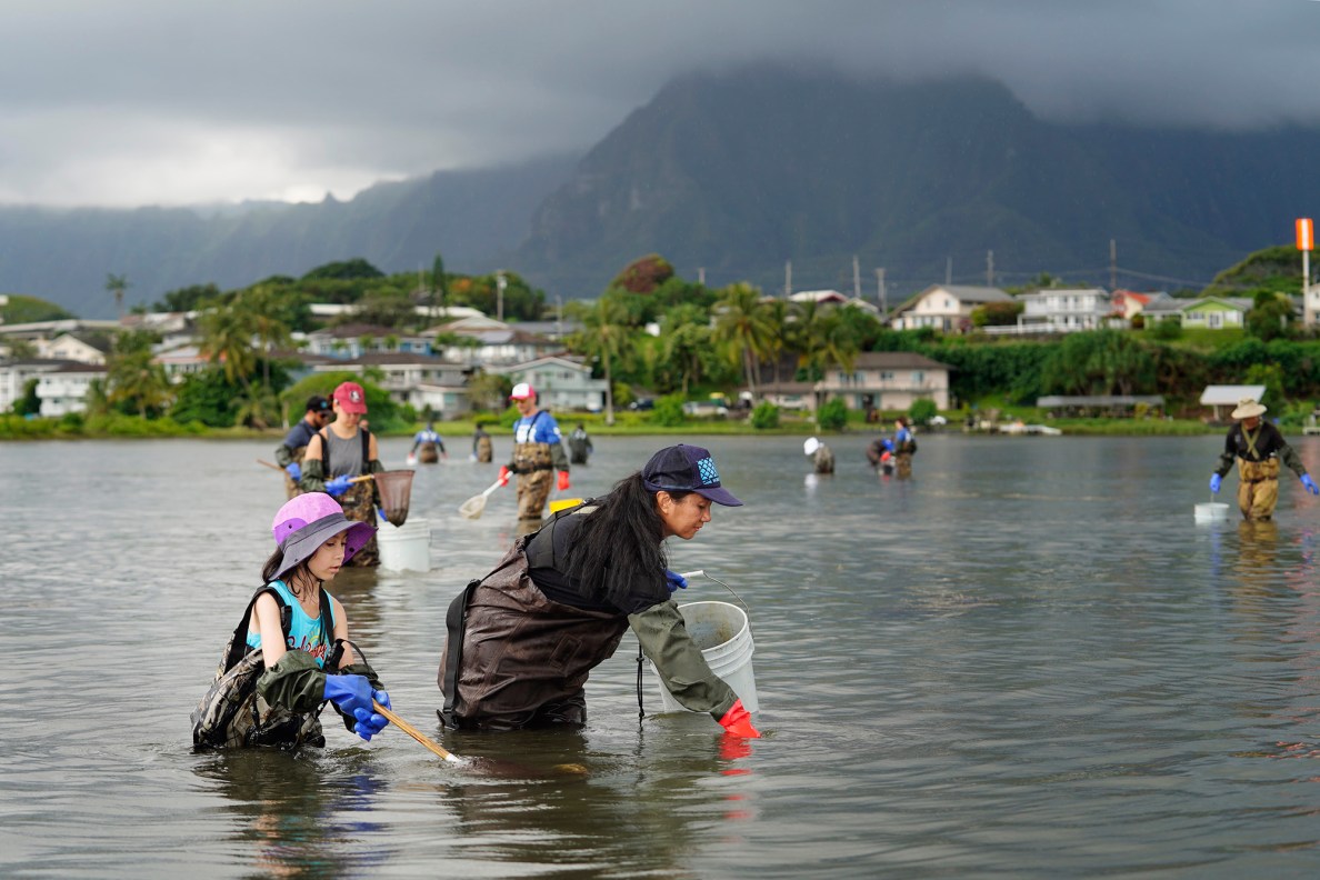 Paepae o He'eia volunteers Estella Kahaulelio, 6, and Leadan Yee scoop up the invasive Cassiopea Andromeda, or the upside-down jellyfish or mangrove jellyfish, from the 800-year old Heʻeia Fishpond on Tuesday, April 29, 2025, in Kāneʻohe. The invasive jellyfish reproduce rapidly and predate young fish. (Kevin Fujii/Civil Beat/2025)