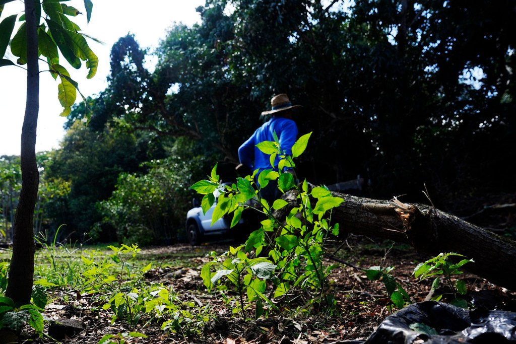 Juan P. clears land Wednesday, April 30, 2025, in South Kona. Juan is concerned about recent immigration raids on the Big Island where he works and lives undocumented. (Kevin Fujii/Civil Beat/2025)