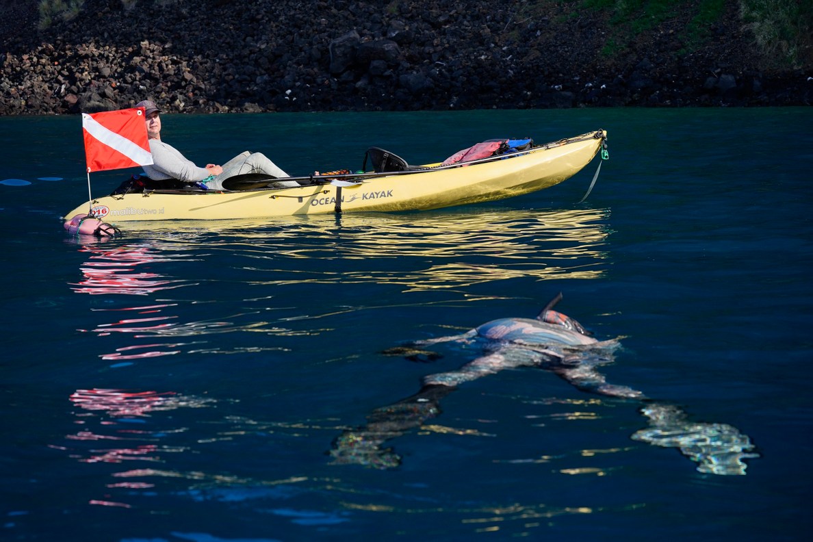 Chad Wiggins, left, and dive buddy Shane Vincent follow the mantra of “one up, one down” during a Kealakekua Bay Non-Native I‘a (fish) Removal Event Sunday, May 18, 2025, in Captain Cook. Other teams had both spearfishes in the water while one dove, the other floated on the surface to keep an eye on their partner for safety. (Kevin Fujii/Civil Beat/2025)
