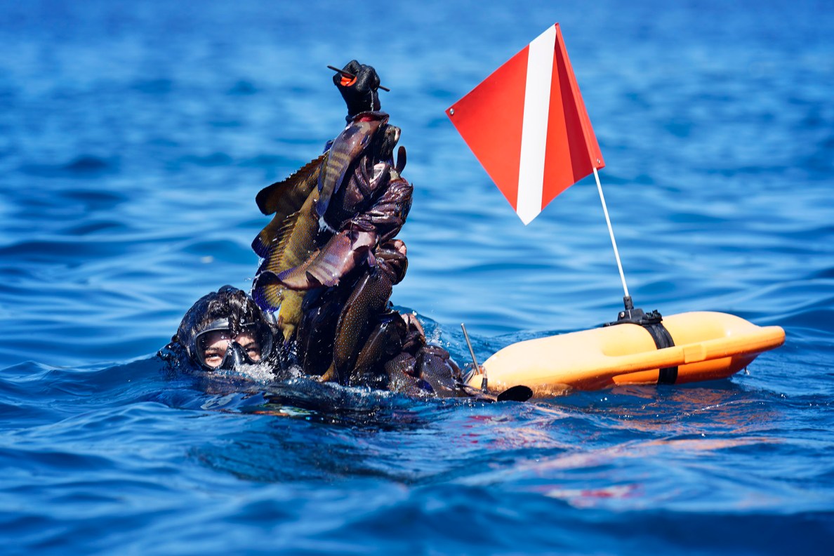 Essian Ramirez head submerges as he holds up his team’s catch for the Kealakekua Bay Non-Native I‘a (fish) Removal Event Sunday, May 18, 2025, in Captain Cook. Ramirez teamed up with Swope Conn in the “Pro” division. They caught 40.2 pounds of fish. (Kevin Fujii/Civil Beat/2025)