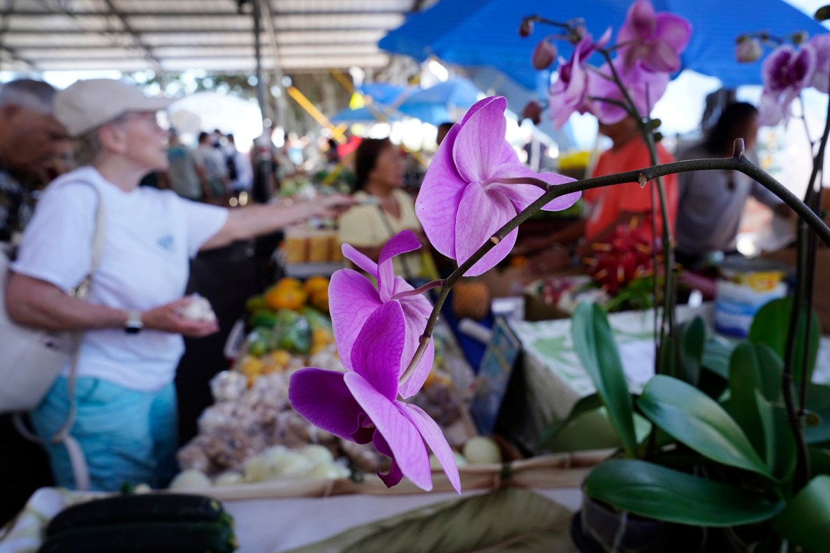 One can buy orchids at the Hilo Farmer’s Market Saturday, May 31, 2025, in Hilo. The bi-weekly outdoor market hosts up to 200 vendors selling artisanal crafts, foods and produce. (Kevin Fujii/Civil Beat/2025)