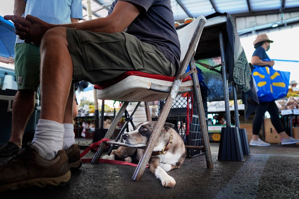 Wiggles finds a quiet place while beekeeper Scott Hertrick, of Kalapana, sells his honey at the Hilo Farmer’s Market Saturday, May 31, 2025, in Hilo. The bi-weekly outdoor market hosts up to 200 vendors selling artisanal crafts, foods and produce. (Kevin Fujii/Civil Beat/2025)