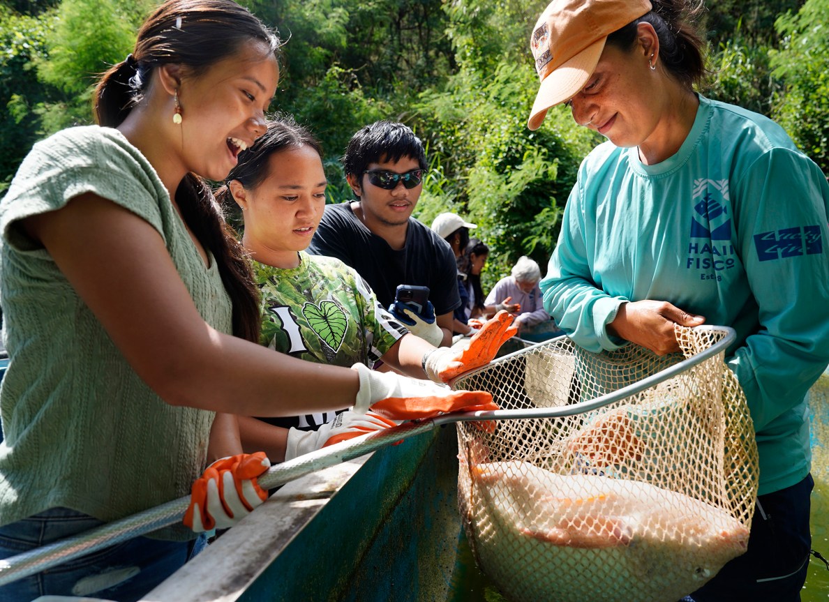 Waipahu High School Food System Pathway student Ednice Julaton, left, and Hawaiʻi Fish Company’s Mikia Weidenbach identify the sex the broodstock-size tilapia she netted Friday, June 6, 2025, in Waialua. Fellow students Tiare Keaunui-Akana and Pablo Sabug look on. (Kevin Fujii/Civil Beat/2025)