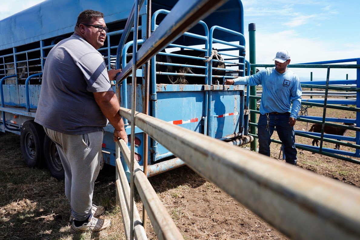 Kuahiwi Ranch’s Guy Galimba and his son Grant Galimba close up the trailer after loading cattle to deliver to the slaughterhouse Tuesday, June 24, 2025, in Nāʻālehu. The on-going drought is wreaking havoc on grass-fed cattle ranching. (Kevin Fujii/Civil Beat/2025)