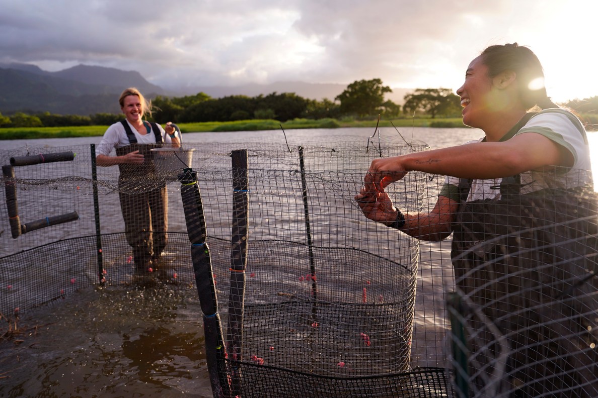 The sun begins to set as Mairin Murphy, left, and Carly Kano set up a trap Monday, July 7, 2025, at the Hanalei National Wildlife Refuge in Hanalei. They’re working with the University of Texas El Paso, U.S. Fish & Wildlife and other hui to count Kōloa Maoli, the native Hawaiʻian duck. The plan was to translocate them to Oʻahu. But the low numbers are forcing them to keep the population on Kauaʻi and study the population. (Kevin Fujii/Civil Beat/2025)