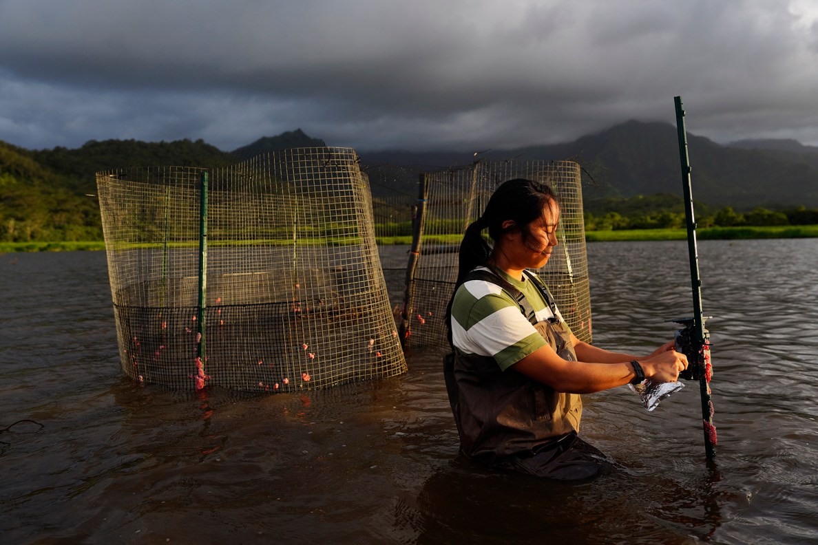 Carly Kano places a digital-media card into a camera in front of a trap Monday, July 7, 2025, at the Hanalei National Wildlife Refuge in Hanalei. They’re working with the University of Texas El Paso, U.S. Fish & Wildlife and other hui to count Kōloa Maoli, the native Hawaiʻian duck. The plan was to translocate them to Oʻahu. But the low numbers are forcing them to keep the population on Kauaʻi and study the population. (Kevin Fujii/Civil Beat/2025)