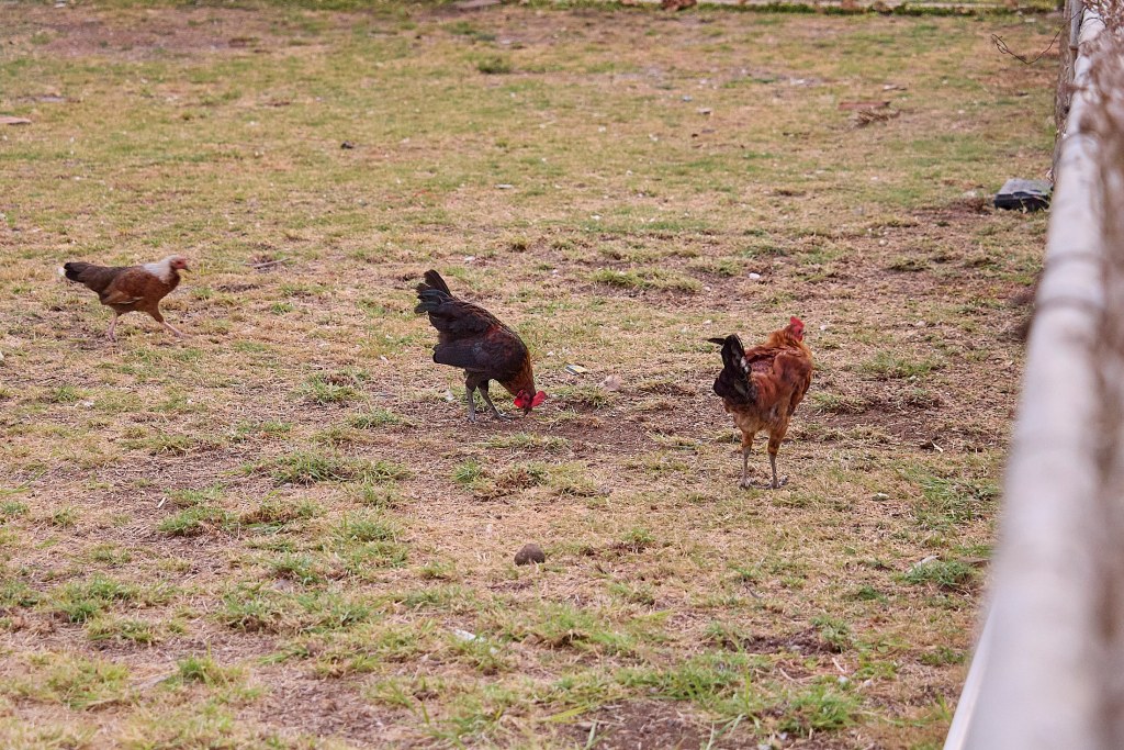 An empty lot at 302 Ohua Avenue has become one of the favorite places for a small yet vocal Peep, Flock or Herd of feral chickens that cause the community surrounding the lot to rise a little earlier than they planned.  Photographed at sunrise  July 24th, 2025(David Croxford/Civil Beat/2025)