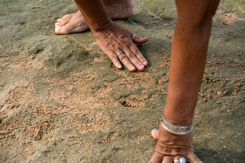 Archaeologist Laura Gilda of the U.S. Army Garrison Hawaii Environmental Division fills a petroglyph carving with sand to make its shape more visible during low tide at Pōkaʻī Bay, July 22, 2025, in Waiʻanae. (AP Photo/Mengshin Lin)