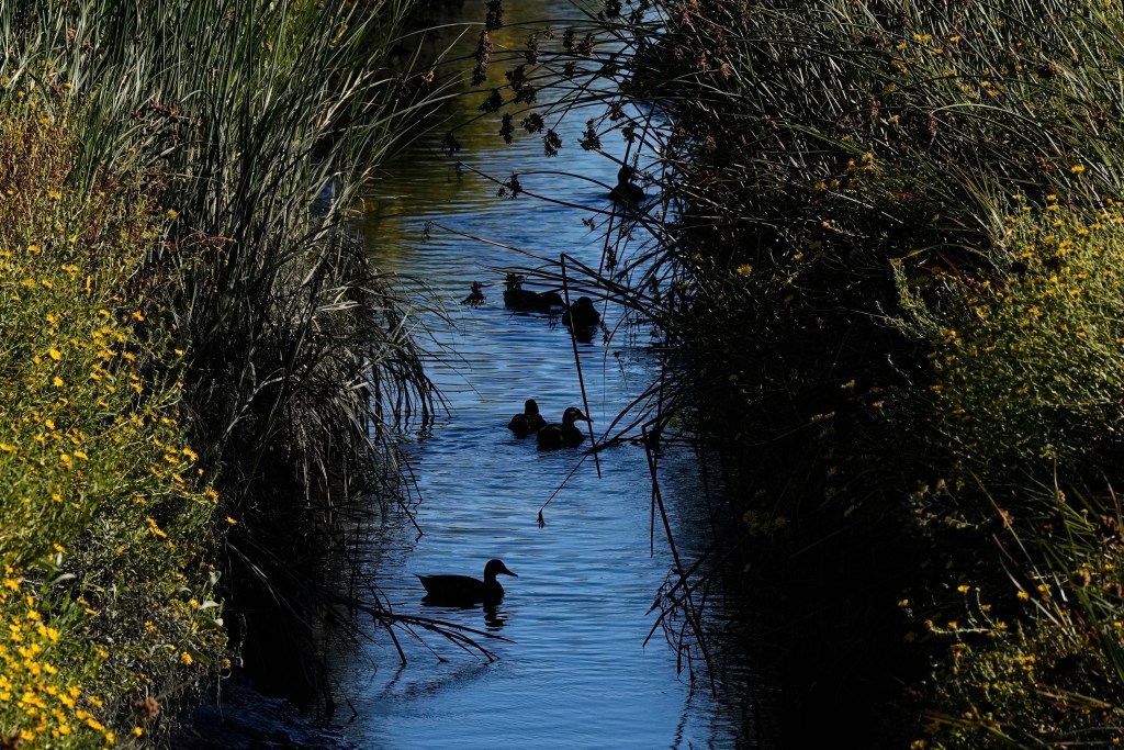 Birds swim in Stevens Creek, which is located southeast of the Pond A2W site for the South Bay Salt Pond Restoration Project in Mountain View, Calif., Thursday, Aug. 7, 2025. (AP Photo/Godofredo A. Vásquez)