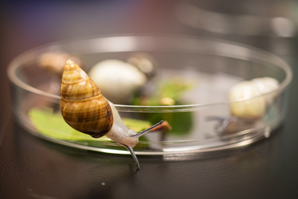 Dr. David Sischo's favorite tree snails species Achatinella fulgens in the Department of Land and Natural Resources' Snail Extinction Prevention Lab. Currently extinct in the wild. (Leilani Combs/Civil Beat/2025)