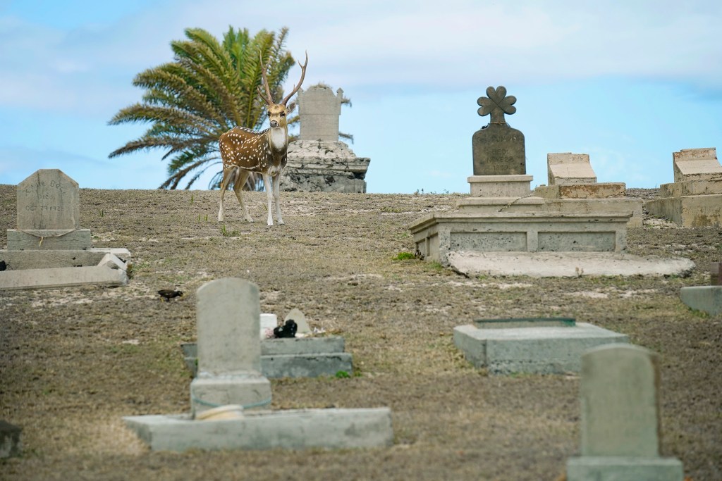 An axis buck stares at journalists on a Kalaupapa Saints Tour at Papaloa Cemetery Thursday, Sept. 18, 2025, in Kalaupapa. Covid closed Kalaupapa National Historical Park five years ago. Multiple state and federal agencies coordinated to allow a patient-owned tour company to bring visitors back. (Kevin Fujii/Civil Beat/2025)