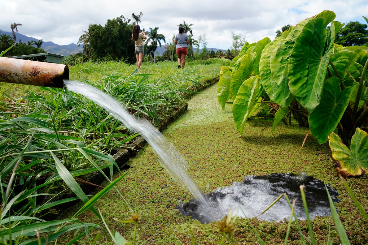 Agriculture Stewardship Hawaiʻi’s Kaliko High, left, and Nā Mea Kūpono Learning Center kalo farmer Ku‘uipo Garrido walk along the banks of a loʻi Wednesday, Oct. 1, 2025, in Waialua. Agriculture Stewardship Hawaiʻi recently completed a three-year project supporting conservation on 11 farms and ranches from Wahiawā to the North Shore, with the goal of improving water quality in the Kaukonahua sub-watershed. This effort was part of our ongoing Healthy Soils and Watersheds Program, which will launch a new project in 2026. Through these projects, agricultural producers receive financial and technical assistance to help incentivize and sustain conservation practices on their lands. (Kevin Fujii/Civil Beat/2025)