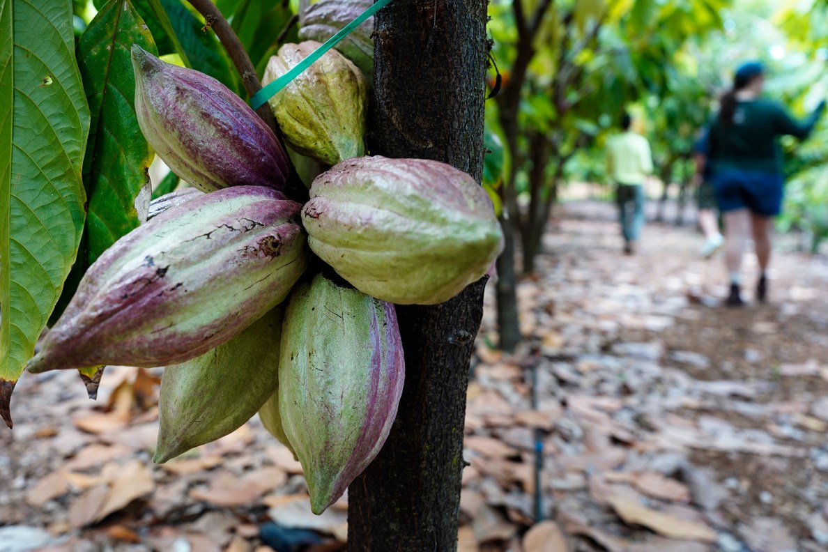 Agriculture Stewardship Hawaiʻi takes Honolulu Civil Beat on a tour of Kamananui Cacao Orchards on the North Shore Wednesday, Oct. 1, 2025, in Waialua. Agriculture Stewardship Hawaiʻi recently completed a three-year project supporting conservation on 11 farms and ranches from Wahiawā to the North Shore, with the goal of improving water quality in the Kaukonahua sub-watershed. This effort was part of our ongoing Healthy Soils and Watersheds Program, which will launch a new project in 2026. Through these projects, agricultural producers receive financial and technical assistance to help incentivize and sustain conservation practices on their lands. (Kevin Fujii/Civil Beat/2025)