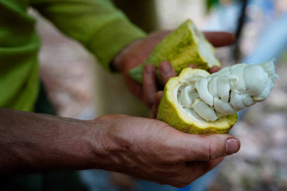 Kamananui Cacao Orchards’ Max Breen shows raw cacao during an Agriculture Stewardship Hawaiʻi tour of a few North Shore farms who benefit from their program Wednesday, Oct. 1, 2025, in Waialua. Agriculture Stewardship Hawaiʻi recently completed a three-year project supporting conservation on 11 farms and ranches from Wahiawā to the North Shore, with the goal of improving water quality in the Kaukonahua sub-watershed. This effort was part of our ongoing Healthy Soils and Watersheds Program, which will launch a new project in 2026. Through these projects, agricultural producers receive financial and technical assistance to help incentivize and sustain conservation practices on their lands. (Kevin Fujii/Civil Beat/2025)
