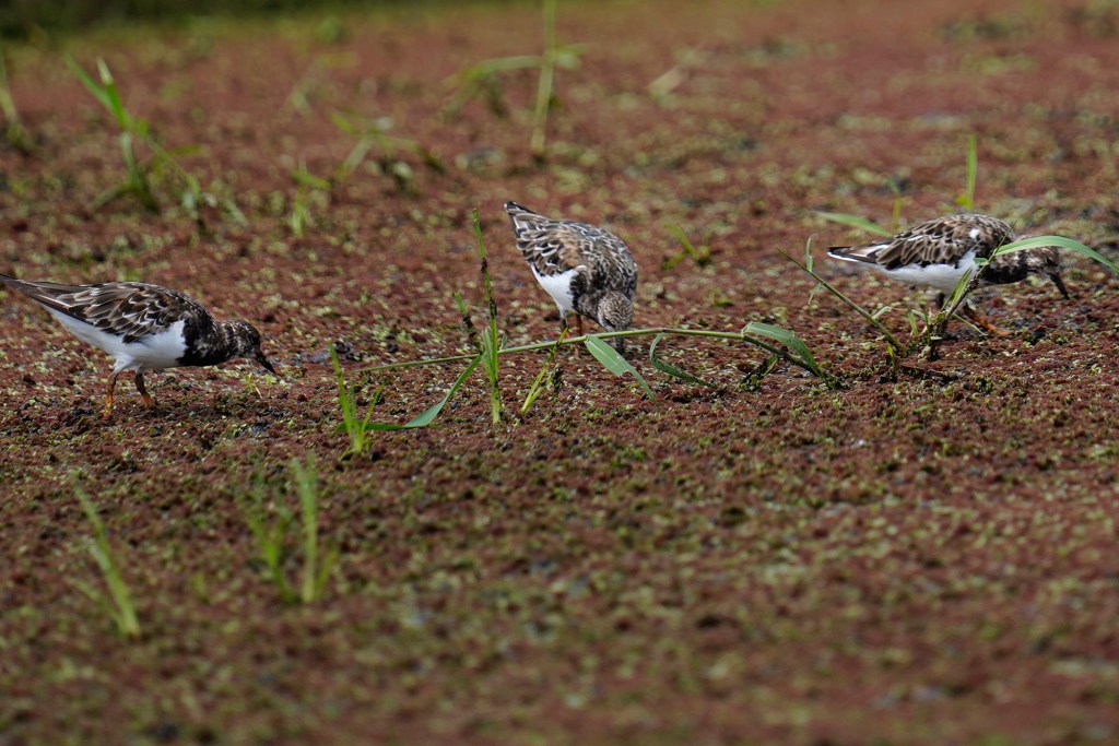 ‘Akekeke, or ruddy turnstones, forage in a loʻi at Nā Mea Kūpono Learning Center during an Agriculture Stewardship Hawaiʻi tour for Honolulu Civil Beat Wednesday, Oct. 1, 2025, in Waialua. Agriculture Stewardship Hawaiʻi recently completed a three-year project supporting conservation on 11 farms and ranches from Wahiawā to the North Shore, with the goal of improving water quality in the Kaukonahua sub-watershed. This effort was part of our ongoing Healthy Soils and Watersheds Program, which will launch a new project in 2026. Through these projects, agricultural producers receive financial and technical assistance to help incentivize and sustain conservation practices on their lands. (Kevin Fujii/Civil Beat/2025)