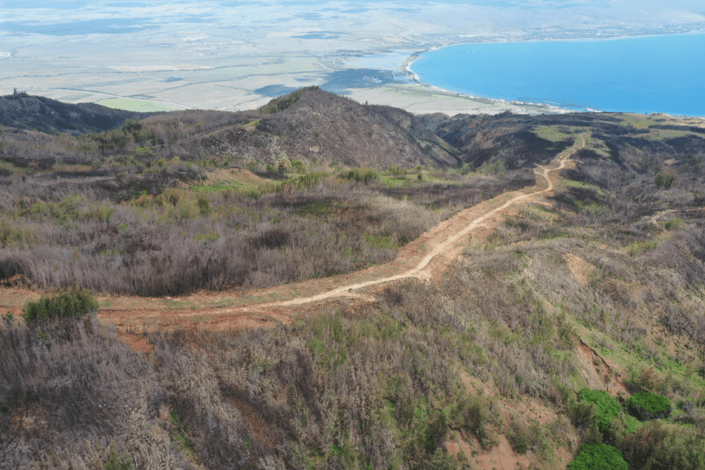 The state manages a masticated firebreak, which is created by mulching trees, along roads near the Kaheawa wind farm in Māʻalaea. (Courtesy of Lance Desilva)