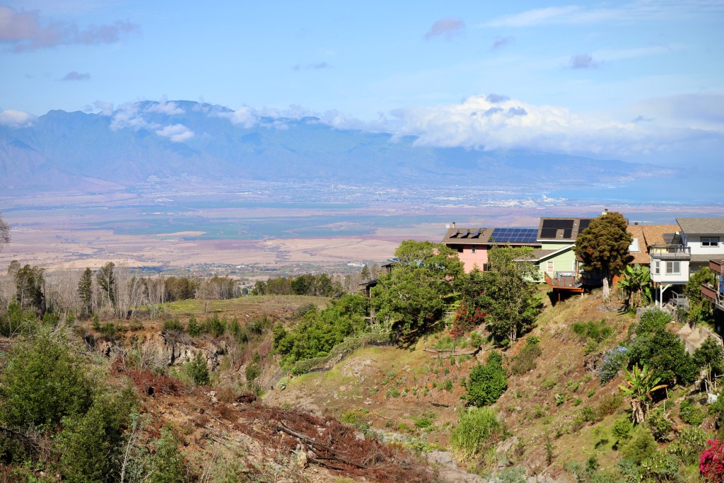 Kula Community Watershed Alliance has been working to remove invasive species from the area of Kula that burned during a wildfire in 2023. The nonprofit has slowly been revegetating the landscape with native plants,  including some which are grown in greenhouses built by volunteers. (Erin Nolan/Civil Beat/2025)