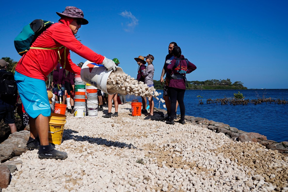 Department of Land and Natural Resources Division of Aquatic Resources Senior Coral Specialist Norton Chan spreads ko‘a (coral) during the Paepae O He‘eia Moʻokuapā event Saturday, Dec. 13, 2025, in Kāneʻohe. 2,000 volunteers joined the Moʻokuapā community work day to finish the wall of the 800-year-old He‘eia loko i‘a (fishpond). (Kevin Fujii/Civil Beat/2025)