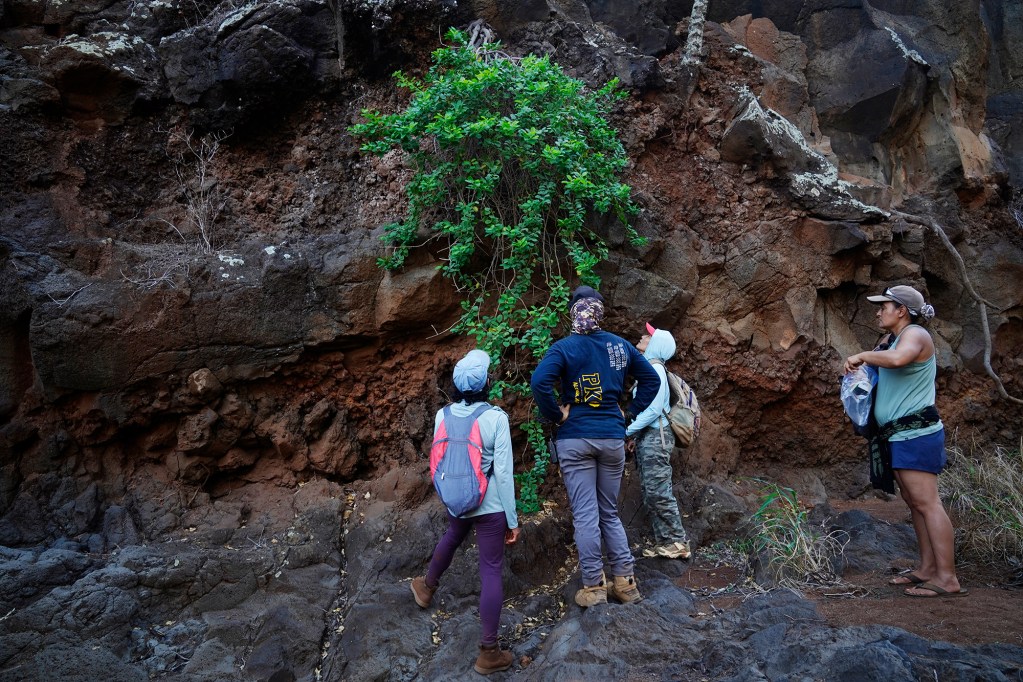 A threatened endemic Maiapilo grows upriver from the Protect Kahoʻolawe ʻOhana (PKO) camp Tuesday, Jan. 6, 2026, in Hakioawa. This native plant grows from the side of a river wall upstream from the PKO camp. (Kevin Fujii/Civil Beat/2026)