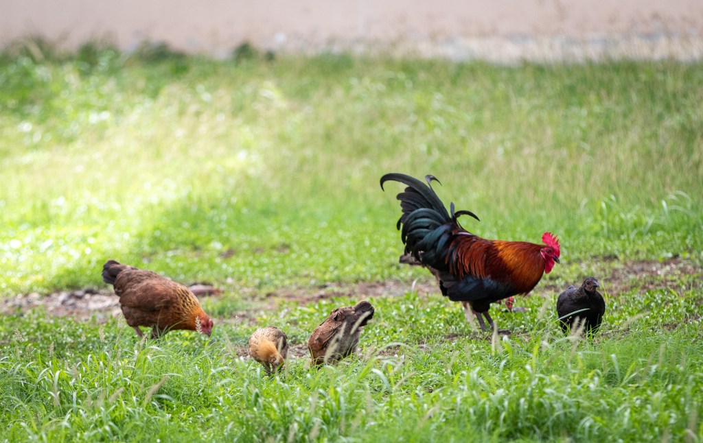 A healthy family of feral chickens make the most of their private estate. (Leilani Combs/Civil Beat/2026)