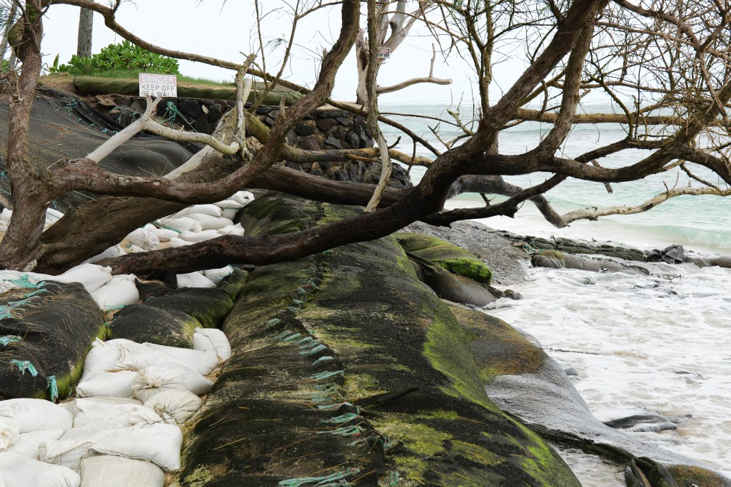 Dead trees and temporary shore hardening systems block public access to beach areas along Mokulēʻia. (Leilani Combs/Civil Beat/2026)