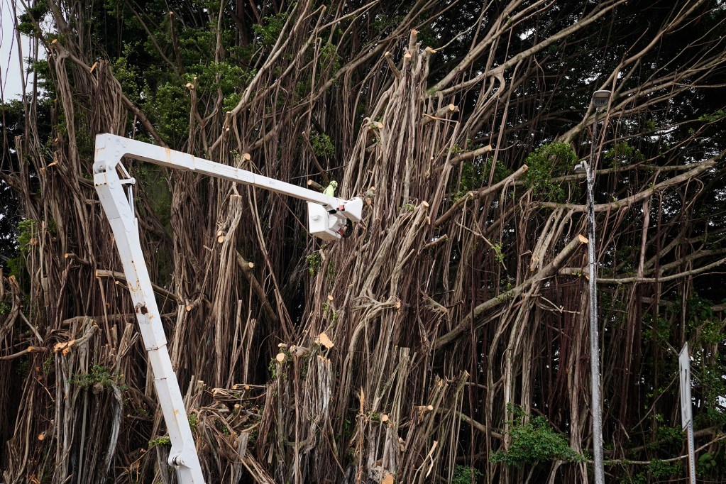 A worker trims a banyan tree on Banyan Drive Thursday, Feb. 5, 2026, in Hilo. State legislators are pushing to revitalize this once bustling area. (Kevin Fujii/Civil Beat/2026)