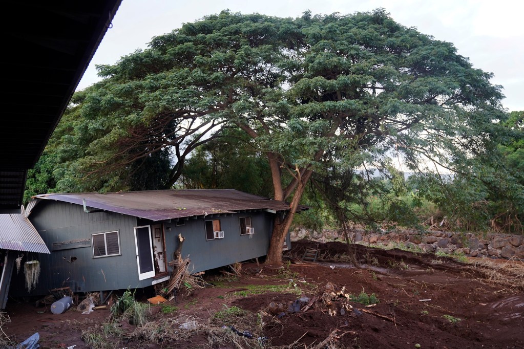 An invasive albizia tree stopped more Otake Camp homes from washing into the Kaukonahua Stream photographed Wednesday, March 25, 2026, in Waialua. The former plantation residential neighborhood received damage from the second Kona Low storm. (Kevin Fujii/Civil Beat/2026)