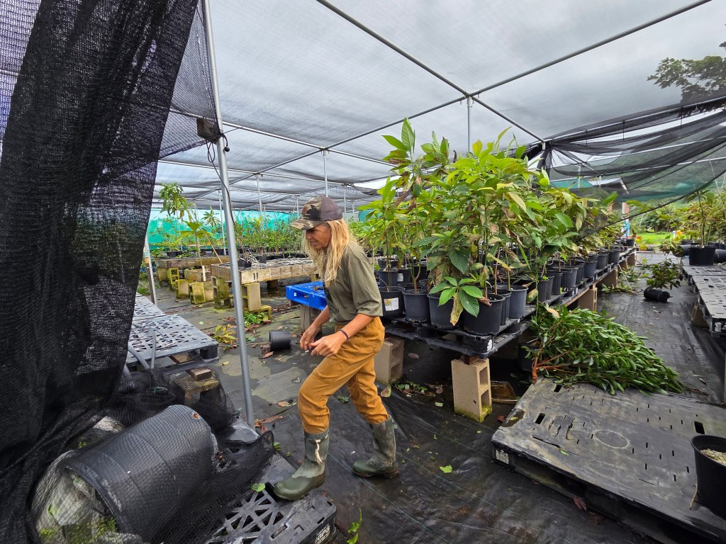 Farmer India Clark in her nursery at Kaʻena Farm Lots that floodwaters submerged during the storm.