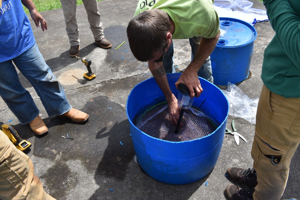 A man places a UV light in a blue container filled with mulch and netting.