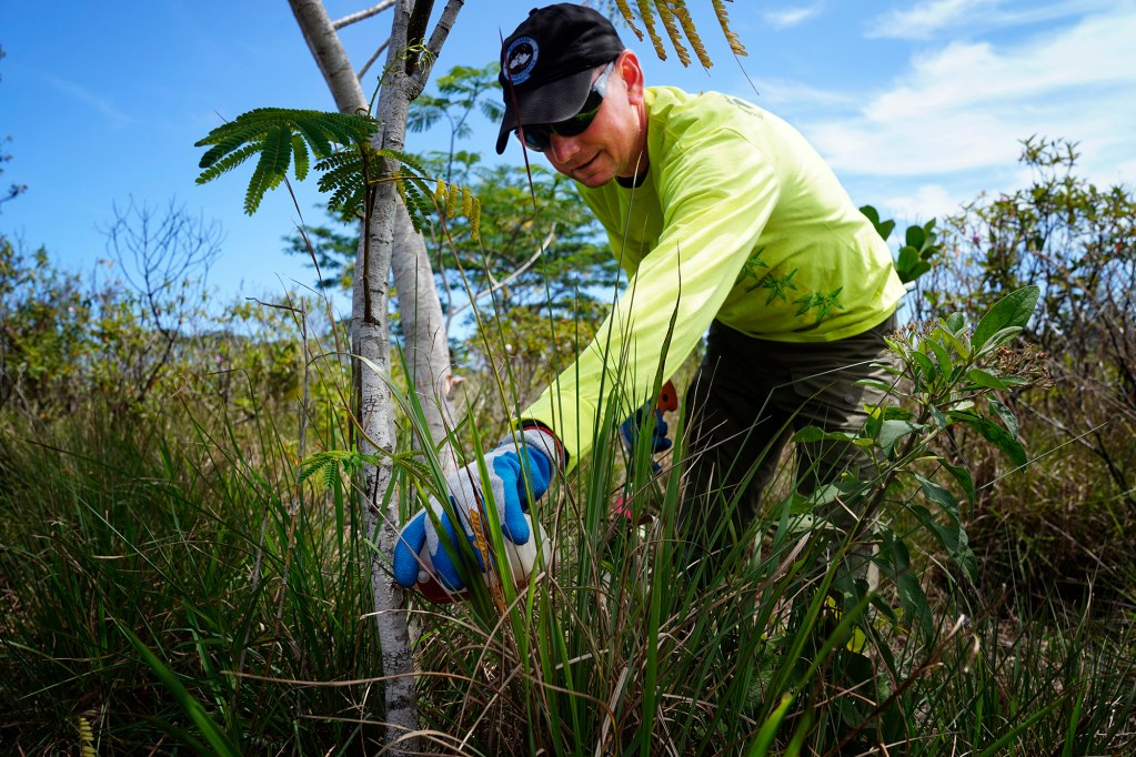 Dustin Swan, Big Island Invasive Species Committee Forest Response Coordinator, applies Milestone Speciality herbicide to kill an invasive albizia tree Tuesday, April 11, 2026, across Puna, Hawaiʻi island. (Kevin Fujii/Civil Beat/2026)