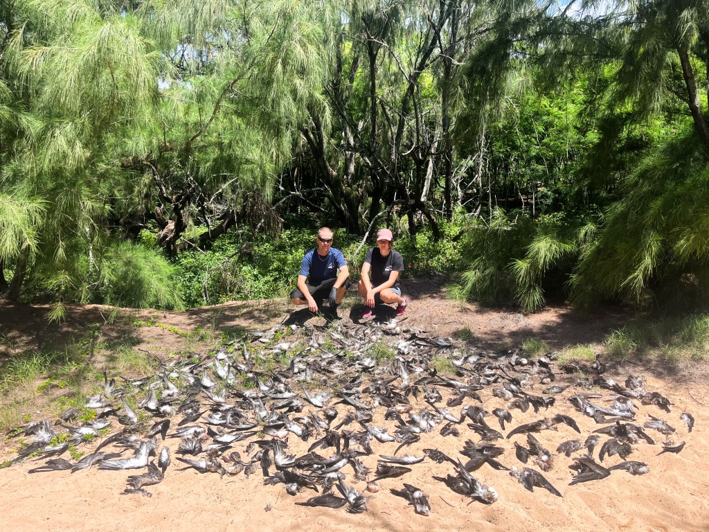 Andre Raine, left, of Archipelago Research and Conservation, and Madison Woodward pose behind dozens of dead wedge-tailed shearwaters on the South Shore of Kaua‘i. (Courtesy: Andre Raine/2026)