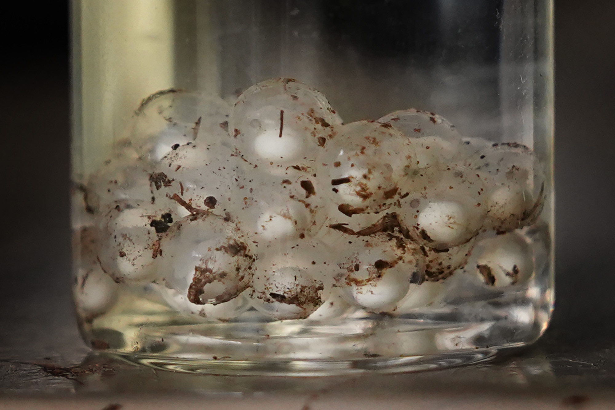 Invasive coqui frog eggs are photographed at the Maui Invasive Species Committee office Tuesday, May 26, 2026, in Haʻikū. Unlike other frogs, once hatched, coqui frogs are fully formed instead of requiring water for a tadpole stage.  (Kevin Fujii/Civil Beat/2024)