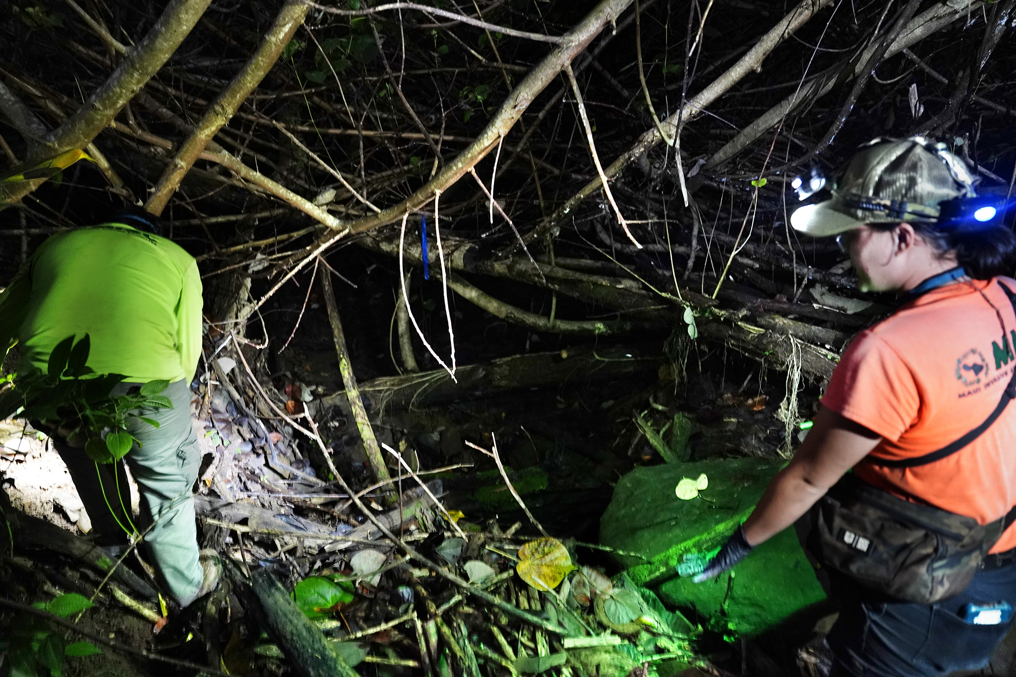 Maui Invasive Species Committee field associates Preston Thompson, left, and Kaelyn Leval battle a gulch filled with hau trees to exterminate coqui frogs Tuesday, May 26, 2026, in Haʻikū. (Kevin Fujii/Civil Beat/2024)