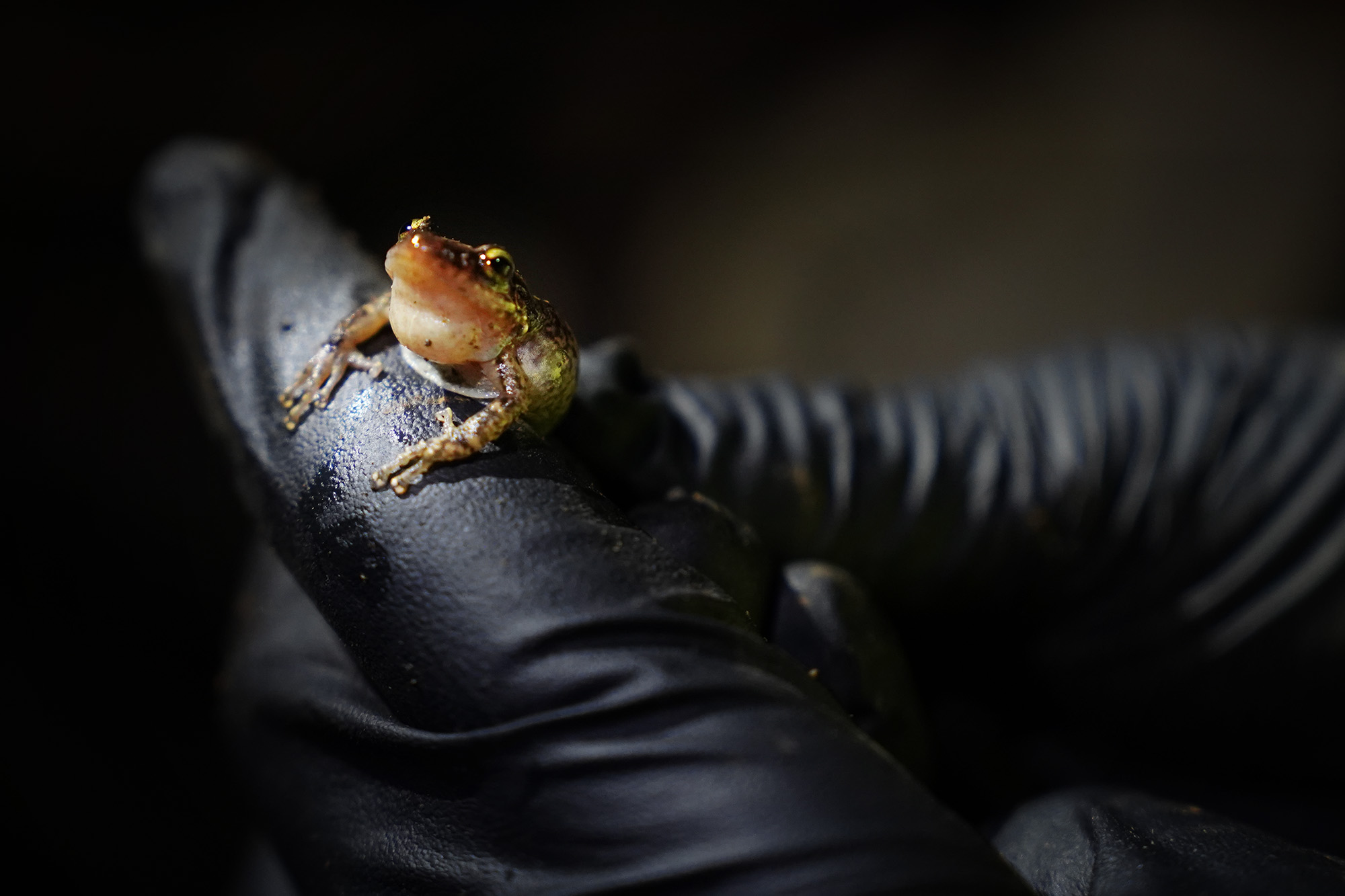 Maui Invasive Species Committee field associate Preston Thompson shows a coqui frog’s distinctive rounded-end toes Tuesday, May 26, 2026, in Haʻikū. Instead of having webbed toes like most frogs, coqui frogs have individual, finger-like toes with large, round, sticky pads or discs to climb smooth surfaces like trees, leaves and cars. (Kevin Fujii/Civil Beat/2024)