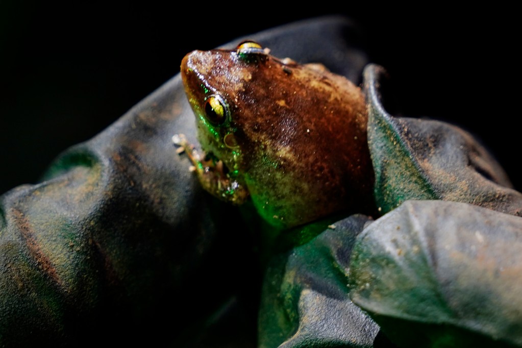 Maui Invasive Species Committee field associate Kaelyn Leval holds a hand-captured coqui frog Tuesday, May 26, 2026, in Haʻikū. (Kevin Fujii/Civil Beat/2024)