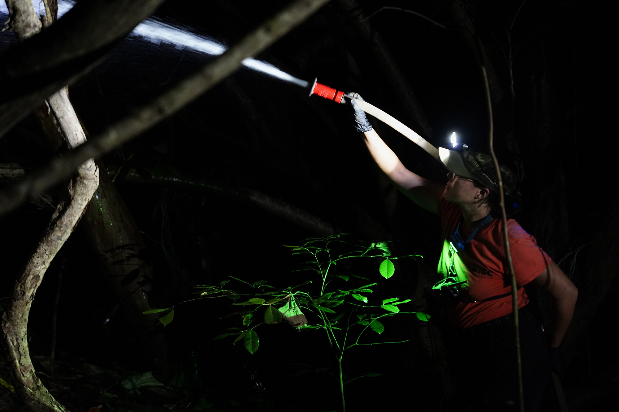 Maui Invasive Species Committee field associate Kaelyn Leval sprays a citric-acid solution to exterminate coqui frogs Tuesday, May 26, 2026, in a Haʻikū gulch. (Kevin Fujii/Civil Beat/2024)