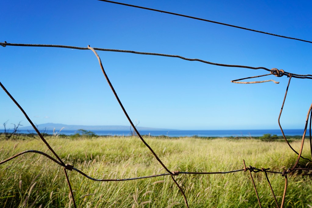 MP Kamakana’s prime Molokaʻi grazing area goes uneaten Wednesday, May 27, 2026, in Kaunakakai. Molokaʻi cattle ranchers continue to deal with the state’s imposed bovine tuberculosis quarantine. The island of Lānaʻi rises above Kalohi Channel. (Kevin Fujii/Civil Beat/2026)