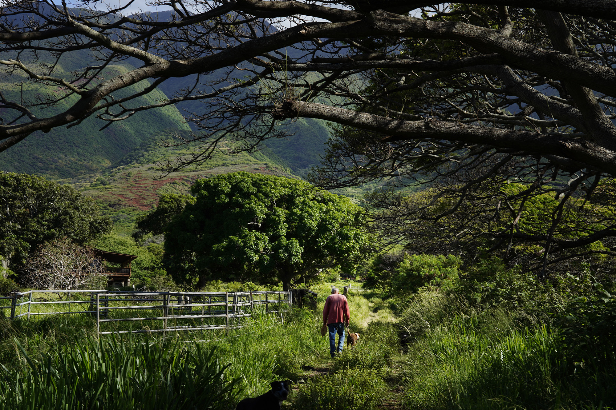 Papohaku Farm’s Jack Spruance and his dogs lead visitors to his Manawai agriculture land Wednesday, May 27, 2026, in Kaunakakai. Spruance claims he is a grass farmer and not a cattle rancher. He does, however, have cattle on his land at the foothills of the East Molokaʻi Mountains which rise in the background. (Kevin Fujii/Civil Beat/2026)