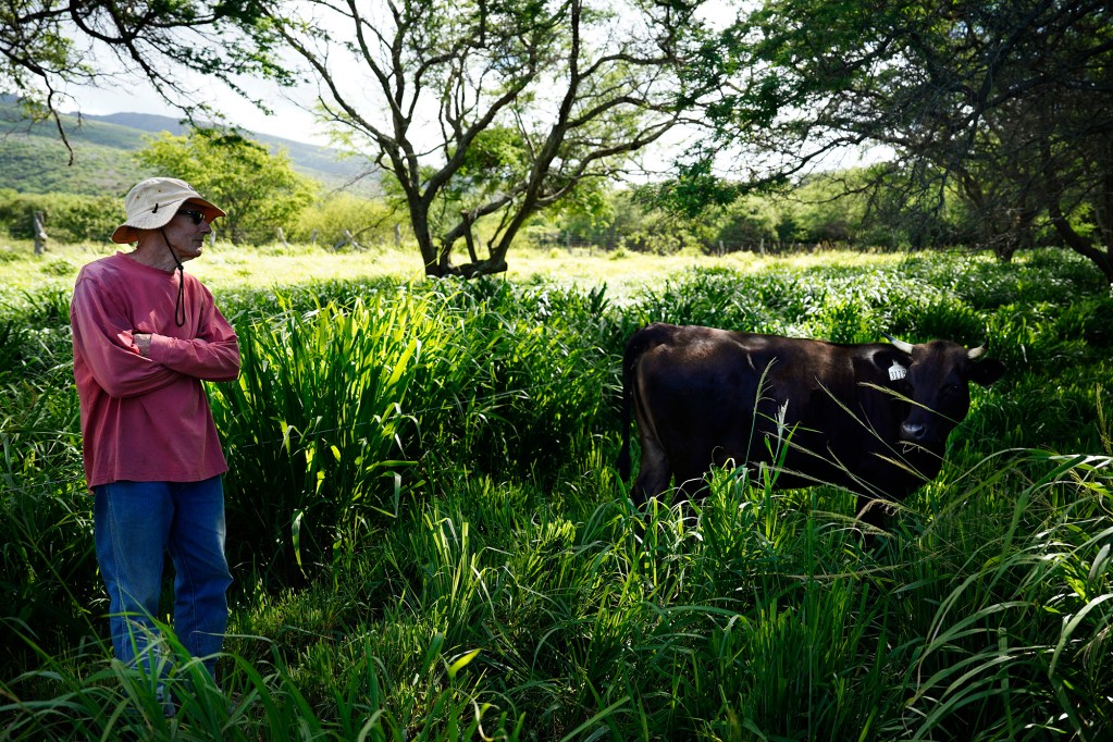 Papohaku Farm’s Jack Spruance looks toward one of his cattle on his Manawai agriculture land Wednesday, May 27, 2026, in Kaunakakai. Spruance claims he is a grass farmer and not a cattle rancher. He does, however, have cattle on his land at the foothills of the East Molokaʻi Mountains which rise in the background. (Kevin Fujii/Civil Beat/2026)