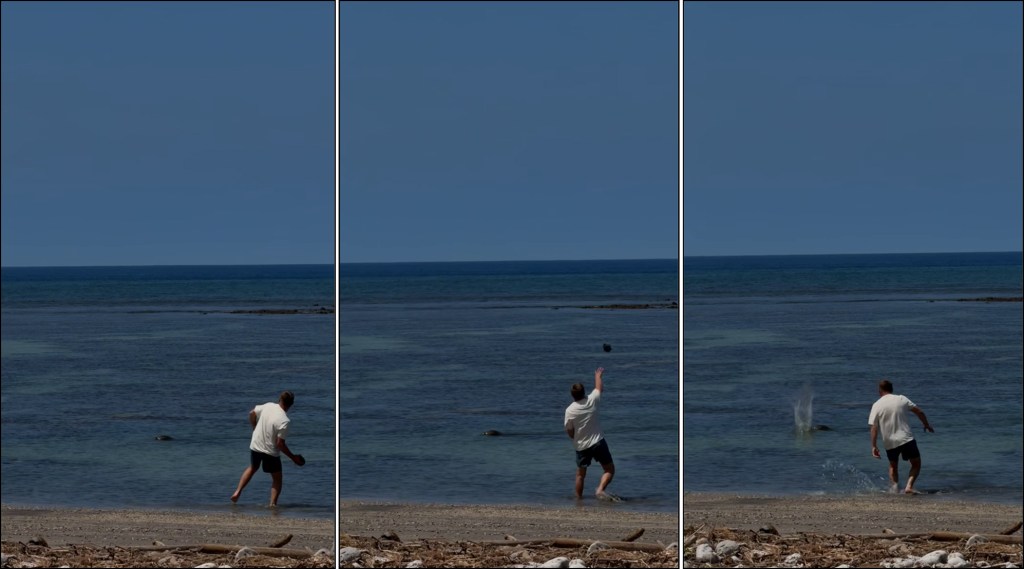 Sequence of 3 screenshots from a video showing a white male in shorts and a t-shirt on the beach handling a sizable rock and throwing it at a monk seal swimming nearby narrowly missing the monk seal's head.