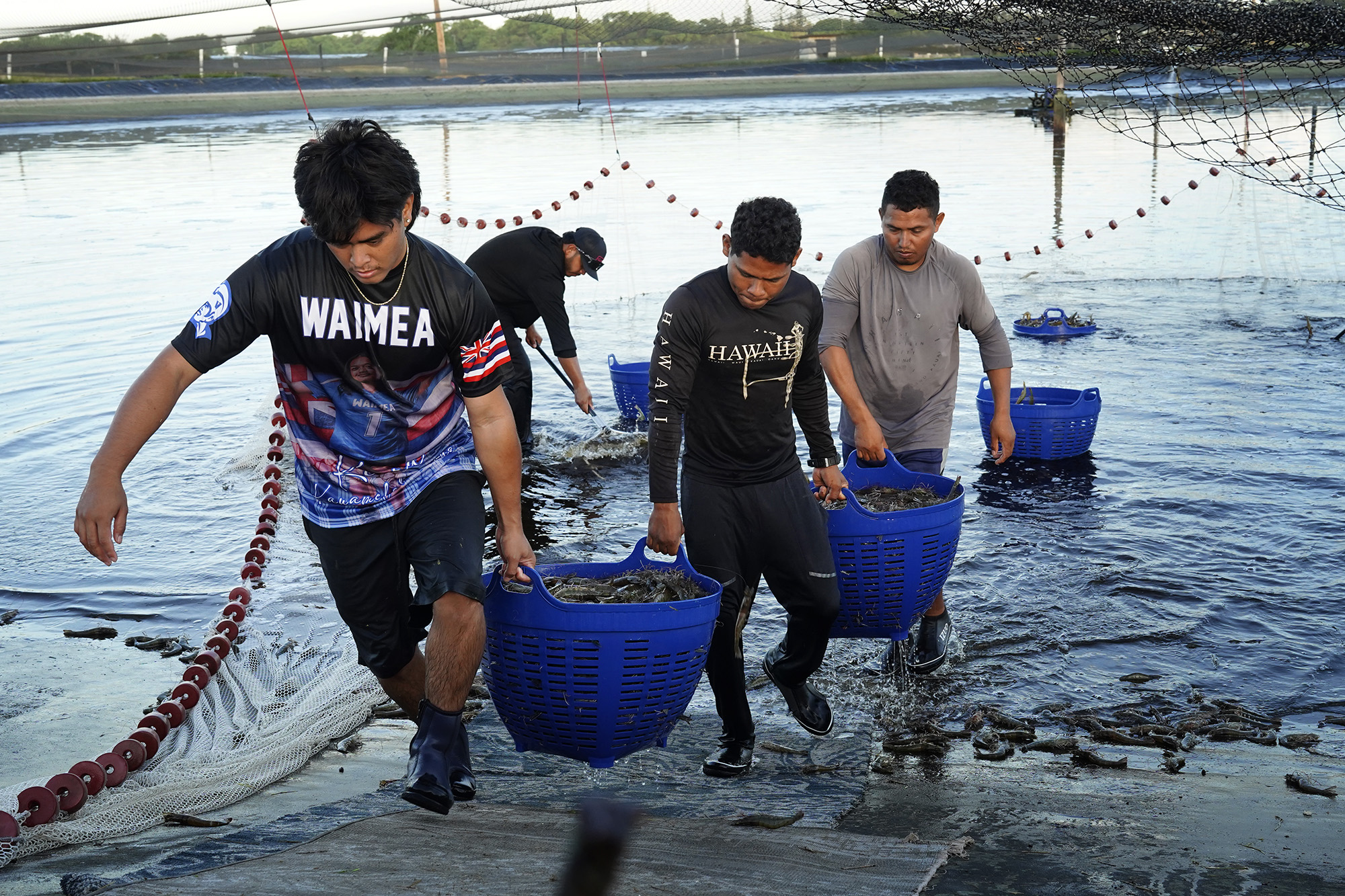 Kauaʻi Shrimp workers carry buckets of shrimp Friday, June 5, 2026, in Kekaha. (Kevin Fujii/Civil Beat/2026)