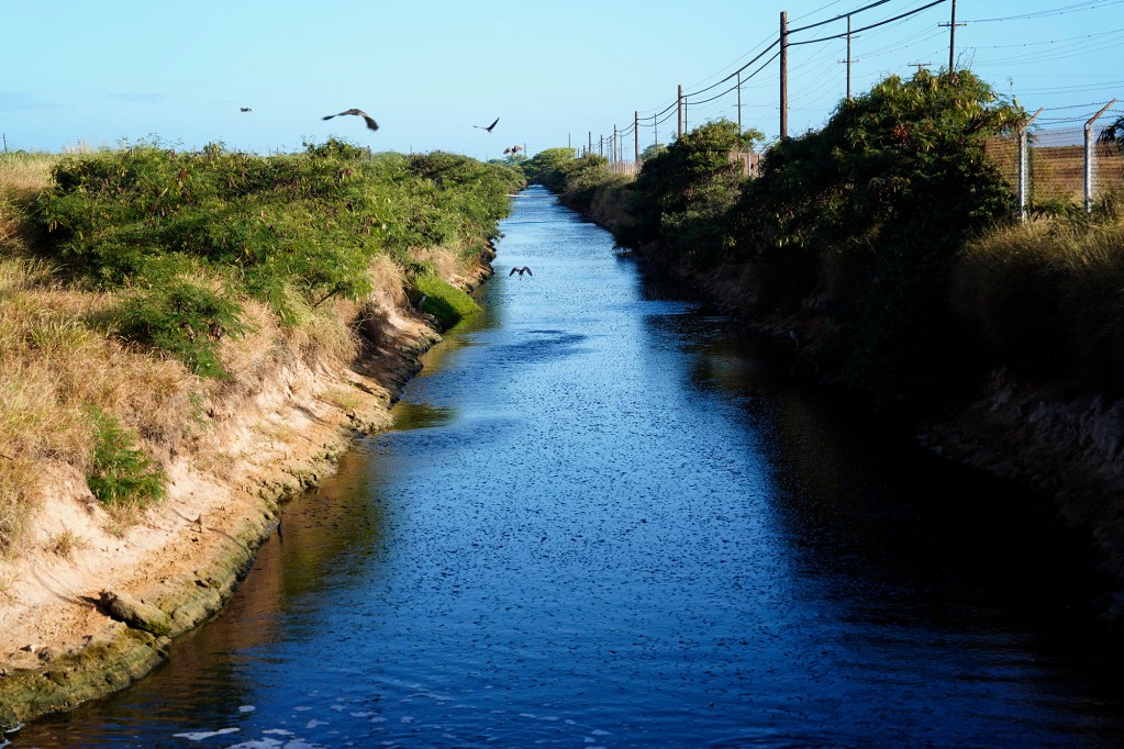 'Auku'u (black-crowned night heron) fly over Kauaʻi Shrimp’s water outflow along Kaumualiʻi Highway Friday, June 5, 2026, in Kekaha. (Kevin Fujii/Civil Beat/2026)