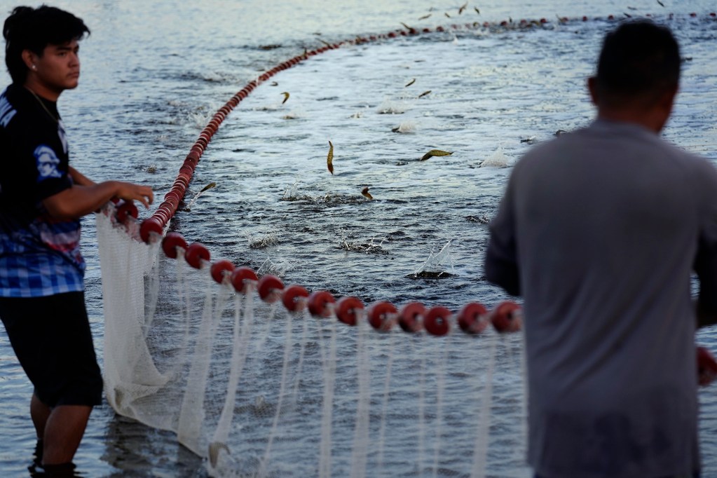 Pacific Whiteleg shrimp jump as Kauaʻi Shrimp workers pull in a net Friday, June 5, 2026, in Kekaha. (Kevin Fujii/Civil Beat/2026)