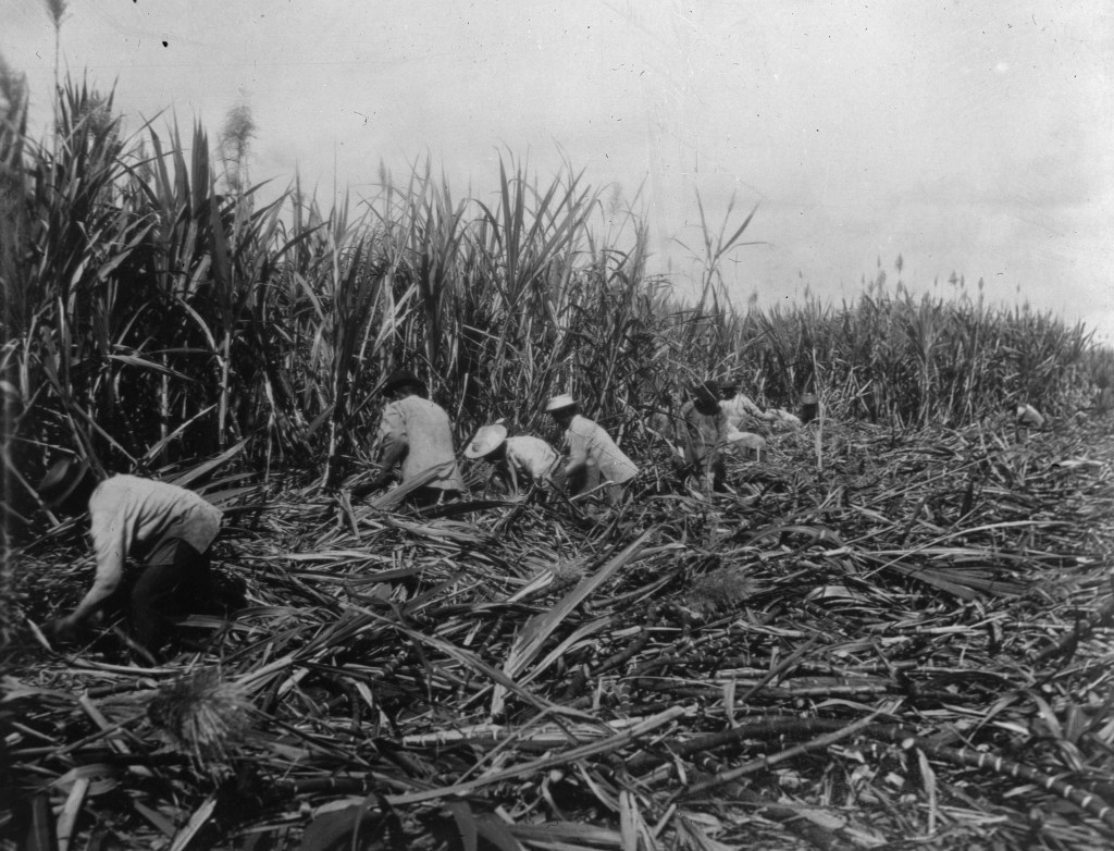 In this undated photo provided by the Hawaiʻi State Archives, workers cut sugar cane by hand at the Ewa Plantation in Hawaii. (Hawaiʻi State Archives via AP)