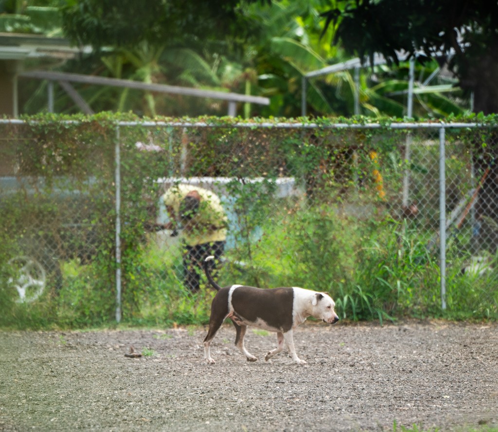 A dog is seen on property belonging to Chris Muraoka on Mākaha Valley Road June 10, 2026. (Craig Fujii/Civil Beat/2026)