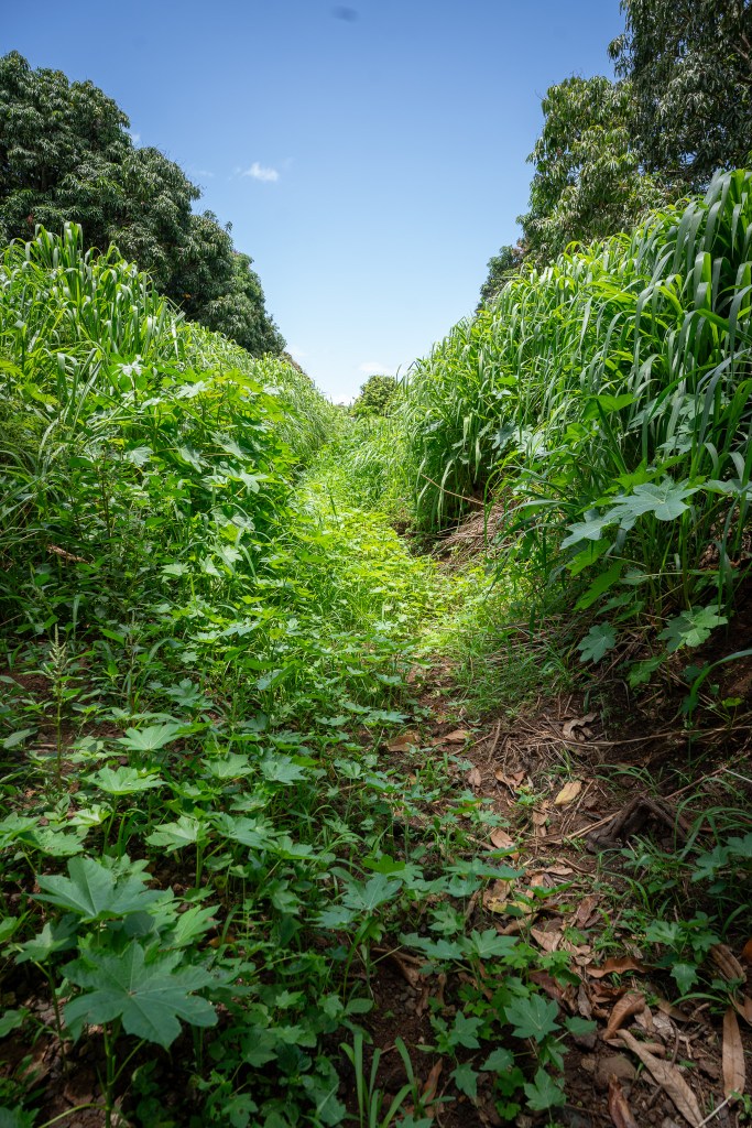 A drainage ditch on a Wailua farm June 1, 2026. Heavy growth on displaced sediment from flooding crowds this and other drainage ditches on area farms. (Craig Fujii/Civil Beat/2026)