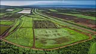 Monsanto Fined $10 Million For Using Banned Pesticide On Maui