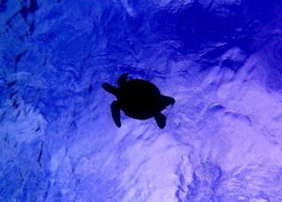 The First Ke Iki Beach Turtle Hatchlings In Four Years Head For The Waves